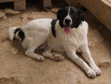 Grecco, geb. ca. 11/2022, lebt in GRIECHENLAND, im städt. Tierheim Serres