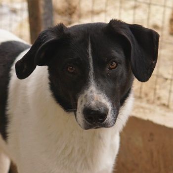 Grecco, geb. ca. 11/2022, lebt in GRIECHENLAND, im städt. Tierheim Serres