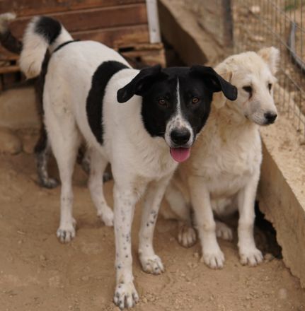 Grecco, geb. ca. 11/2022, lebt in GRIECHENLAND, im städt. Tierheim Serres