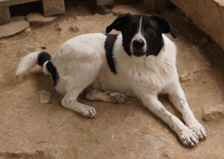 Grecco, geb. ca. 11/2022, lebt in GRIECHENLAND, im städt. Tierheim Serres