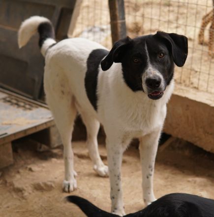 Grecco, geb. ca. 11/2022, lebt in GRIECHENLAND, im städt. Tierheim Serres