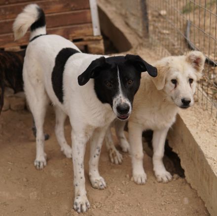 Grecco, geb. ca. 11/2022, lebt in GRIECHENLAND, im städt. Tierheim Serres