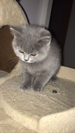 Babykatze Britischkurzhaar