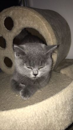 Babykatze Britischkurzhaar