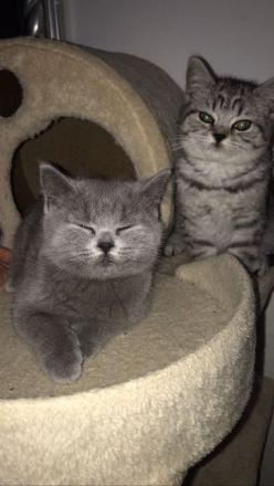 Babykatze Britischkurzhaar