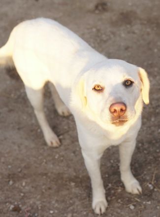 Gianna, geb. ca. 02/2022, lebt in GRIECHENLAND, im städt. Tierheim Serres