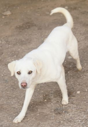 Gianna, geb. ca. 02/2022, lebt in GRIECHENLAND, im städt. Tierheim Serres