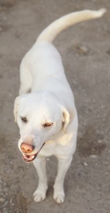 Gianna, geb. ca. 02/2022, lebt in GRIECHENLAND, im städt. Tierheim Serres