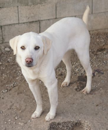 Gianna, geb. ca. 02/2022, lebt in GRIECHENLAND, im städt. Tierheim Serres