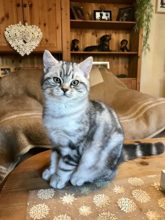 BKH Kitten mit Stammbaum vom BdK