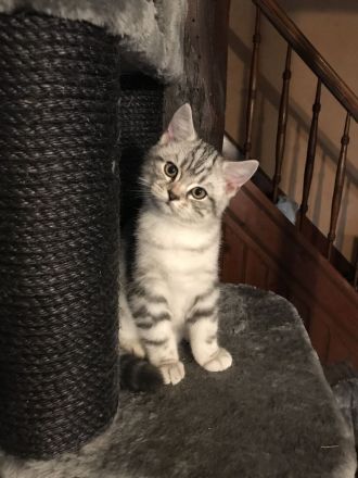 BKH Kitten mit Stammbaum vom BdK