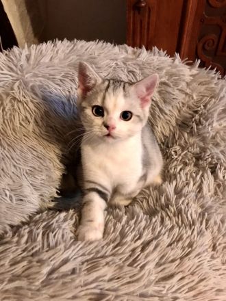 BKH Kitten mit Stammbaum vom BdK