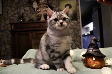 BKH Kitten mit Stammbaum vom BdK