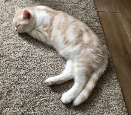 BKH Kitten mit Stammbaum vom BdK