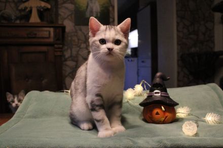 BKH Kitten mit Stammbaum vom BdK