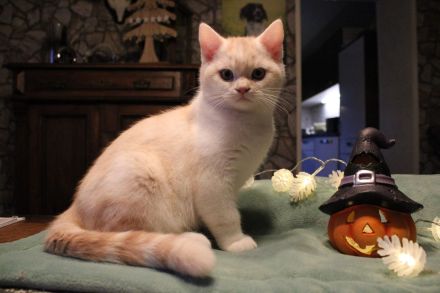 BKH Kitten mit Stammbaum vom BdK