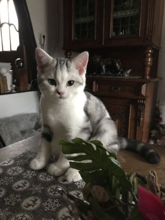 BKH Kitten mit Stammbaum vom BdK