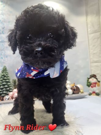 Reinrassige Süße Zwergpudelwelpen