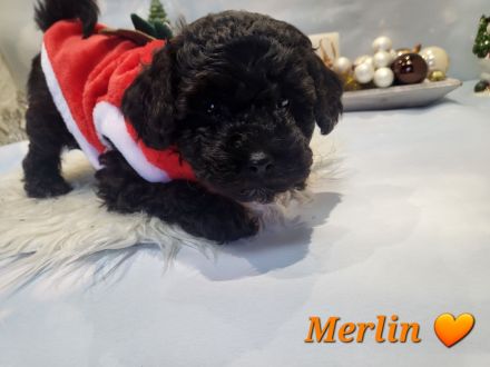 Reinrassige Süße Zwergpudelwelpen