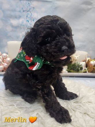 Reinrassige Süße Zwergpudelwelpen