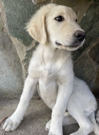 Gamora, geb. ca. 07/2023, lebt in GRIECHENLAND, auf einer privaten Pflegestelle