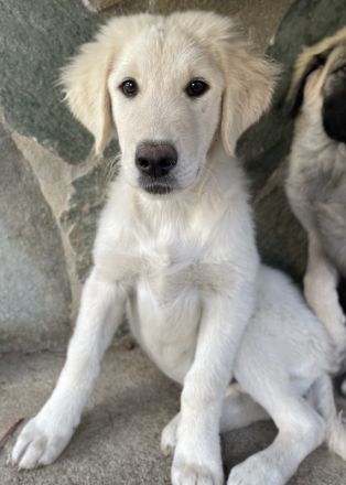 Gamora, geb. ca. 07/2023, lebt in GRIECHENLAND, auf einer privaten Pflegestelle