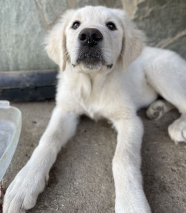 Gamora, geb. ca. 07/2023, lebt in GRIECHENLAND, auf einer privaten Pflegestelle