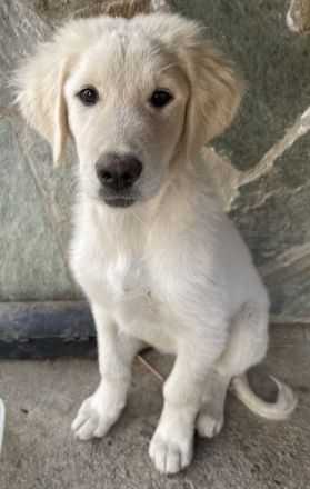 Gamora, geb. ca. 07/2023, lebt in GRIECHENLAND, auf einer privaten Pflegestelle