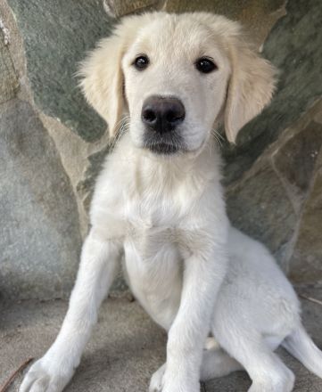 Gamora, geb. ca. 07/2023, lebt in GRIECHENLAND, auf einer privaten Pflegestelle