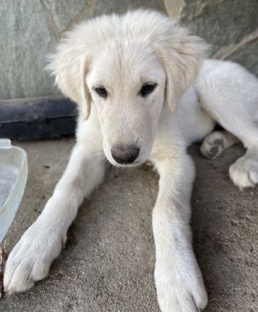 Gamora, geb. ca. 07/2023, lebt in GRIECHENLAND, auf einer privaten Pflegestelle