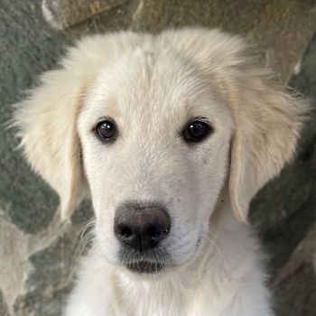 Gamora, geb. ca. 07/2023, lebt in GRIECHENLAND, auf einer privaten Pflegestelle