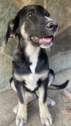 Mantis, geb. ca. 07/2023, lebt in GRIECHENLAND, auf einer privaten Pflegestelle