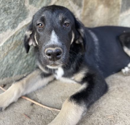 Mantis, geb. ca. 07/2023, lebt in GRIECHENLAND, auf einer privaten Pflegestelle