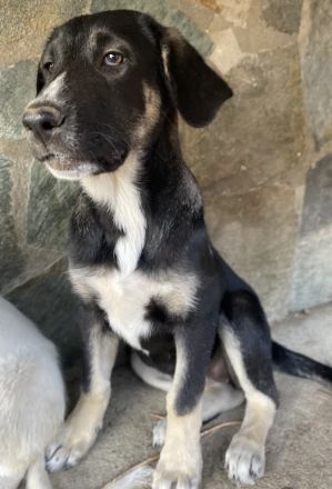 Mantis, geb. ca. 07/2023, lebt in GRIECHENLAND, auf einer privaten Pflegestelle