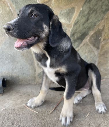 Mantis, geb. ca. 07/2023, lebt in GRIECHENLAND, auf einer privaten Pflegestelle