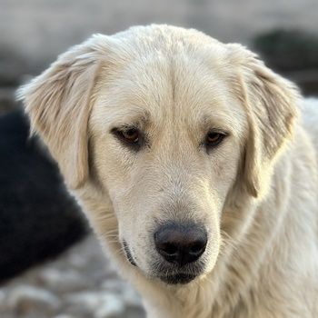 Nebula, geb. ca. 07/2023, lebt in GRIECHENLAND, auf einer privaten Pflegestelle