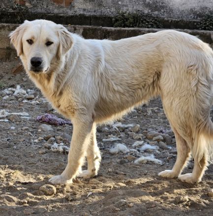 Nebula, geb. ca. 07/2023, lebt in GRIECHENLAND, auf einer privaten Pflegestelle