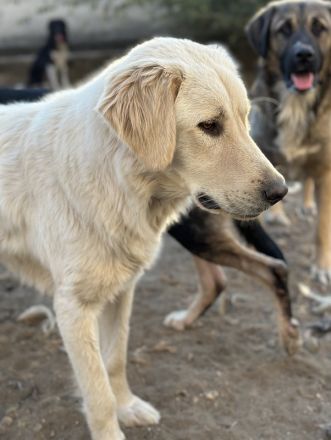 Nebula, geb. ca. 07/2023, lebt in GRIECHENLAND, auf einer privaten Pflegestelle