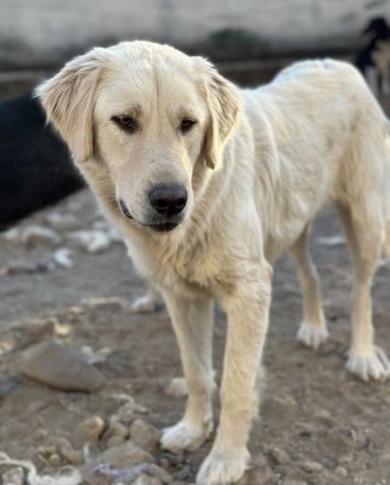 Nebula, geb. ca. 07/2023, lebt in GRIECHENLAND, auf einer privaten Pflegestelle