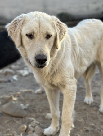 Nebula, geb. ca. 07/2023, lebt in GRIECHENLAND, auf einer privaten Pflegestelle