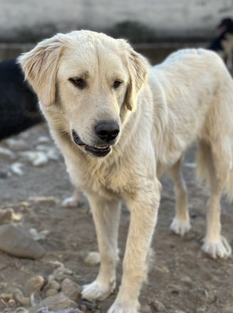 Nebula, geb. ca. 07/2023, lebt in GRIECHENLAND, auf einer privaten Pflegestelle