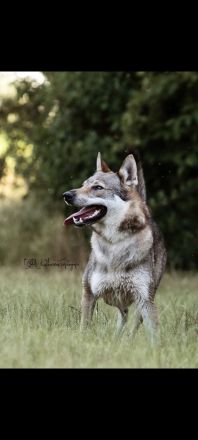 Wolfshundwelpen Amerikanisch- Tschechoslowakisch