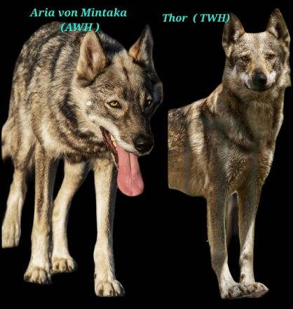 Wolfshundwelpen Amerikanisch- Tschechoslowakisch