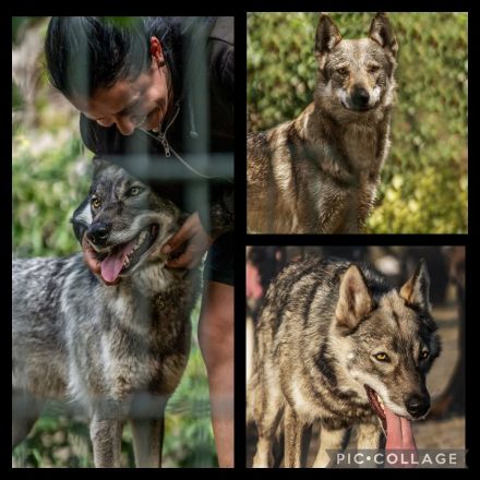 Wolfshundwelpen Amerikanisch- Tschechoslowakisch