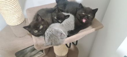 Britisch Kurzhaar Katzen Sehr Süss