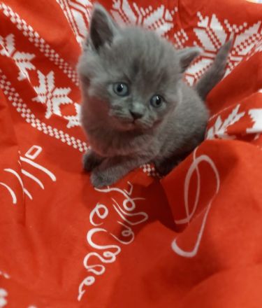 Britisch Kurzhaar Katzen Sehr Süss