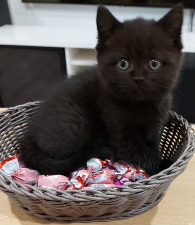 Britisch Kurzhaar Katzen Sehr Süss