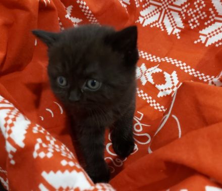 Britisch Kurzhaar Katzen Sehr Süss