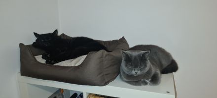 Britisch Kurzhaar Katzen Sehr Süss