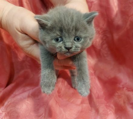 Britisch Kurzhaar Katzen Sehr Süss